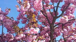 Pink blossoms near the Garage Cafe.